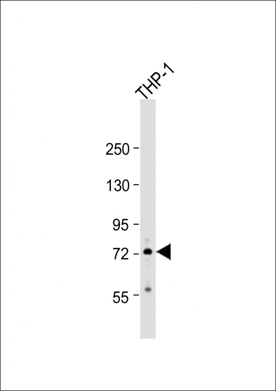 RNF19B Antibody