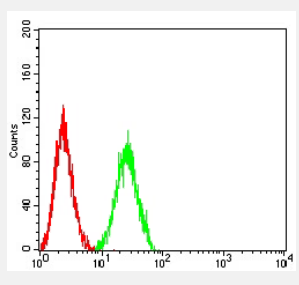 CCR10 antibody