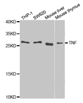 TNF alpha antibody