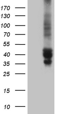 TSC22 domain family, member 4 Antibody