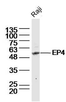Prostaglandin E2 receptor antibody