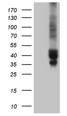 TSC22 domain family, member 4 (TSC22D4) antibody