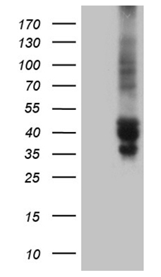 TSC22 domain family, member 4 Antibody