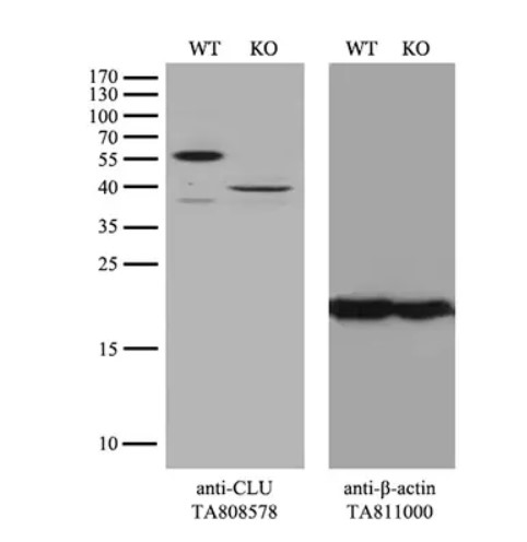 Clusterin (CLU) antibody