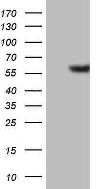 GABA A Receptor alpha 5 (GABRA5) antibody
