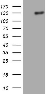 Lipin 1 Antibody