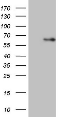 Angiopoietin 2 (ANGPT2) antibody