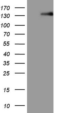 Lipin 1 Antibody