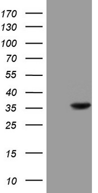 NR0B2 antibody
