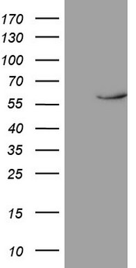 NR1D2 antibody