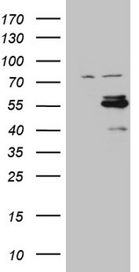 CSNK1G1 Antibody