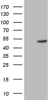 CSNK1G1 Antibody