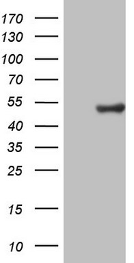 CSNK1G1 Antibody