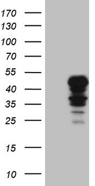 INDOL1 (IDO2) antibody