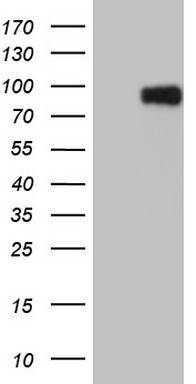 Factor I (CFI) antibody