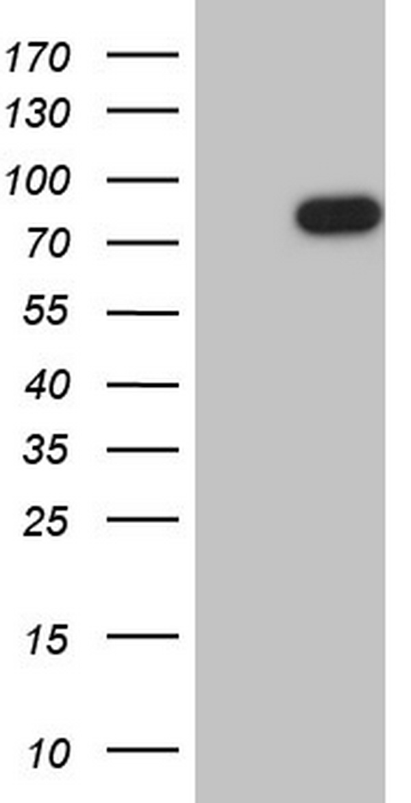 FSIP1 antibody