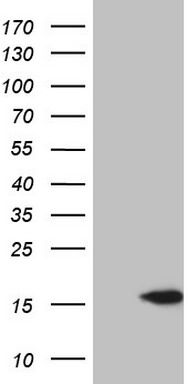 Centrin 3 Antibody