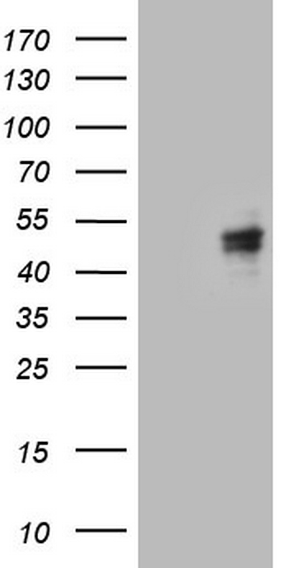 CANT1 antibody