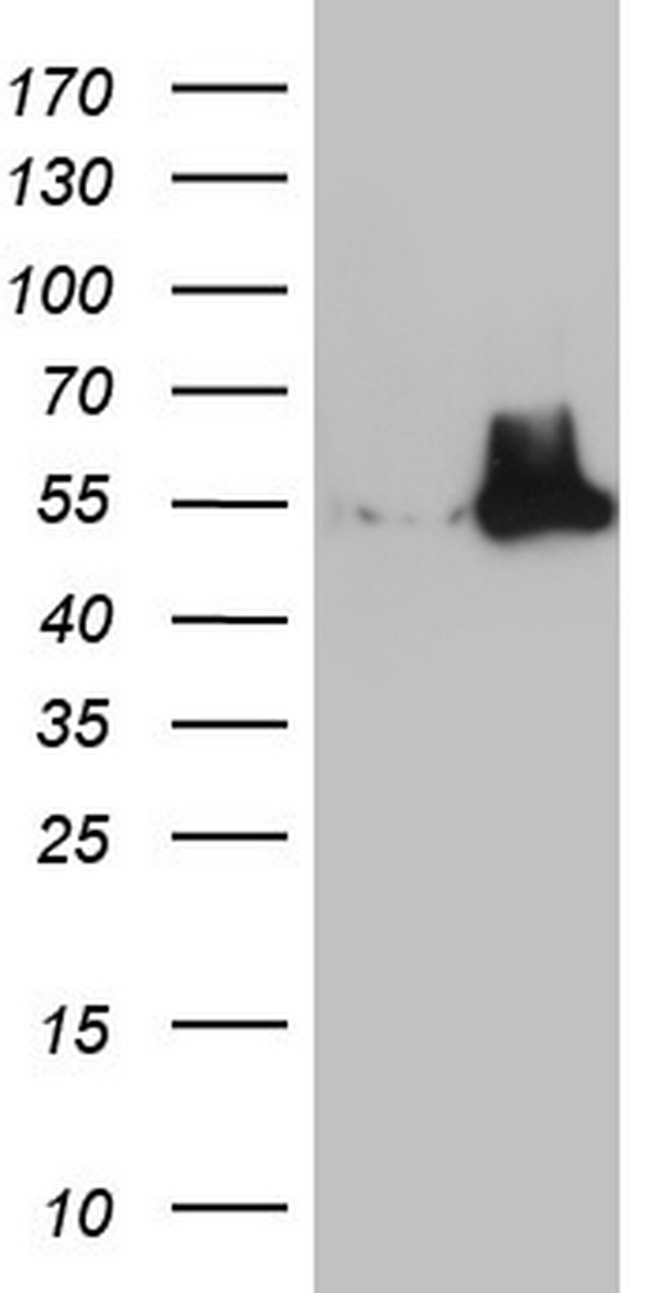 NUDT12 antibody