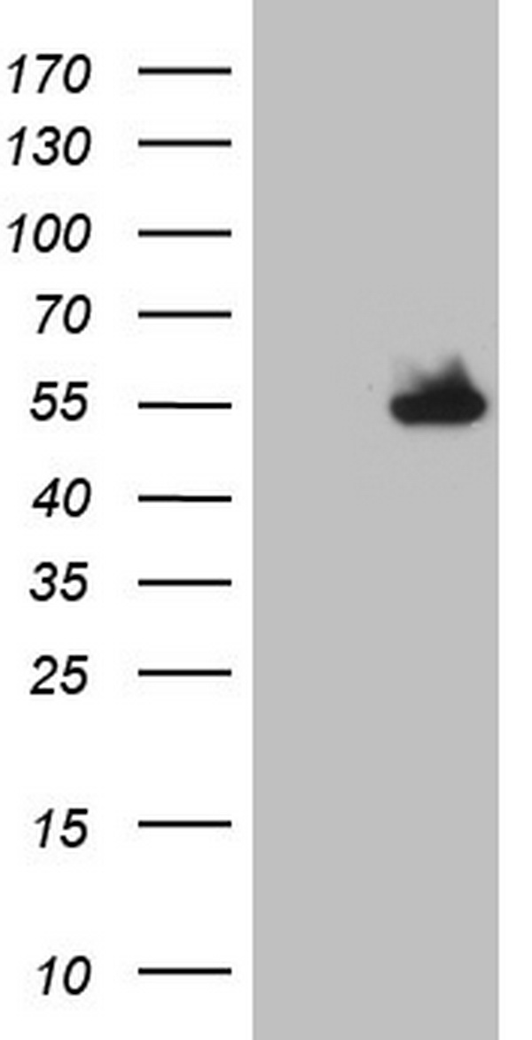 NUDT12 antibody