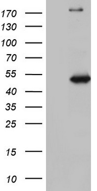 NUDT12 Antibody