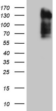 Lipin 3 Antibody