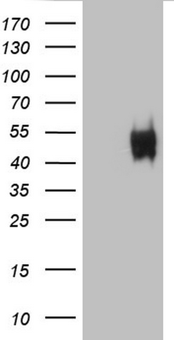 GFI1 Antibody