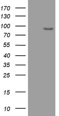 ADAMTS4 antibody