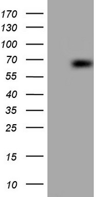 COX2 (PTGS2) antibody