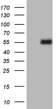 uPA (PLAU) antibody