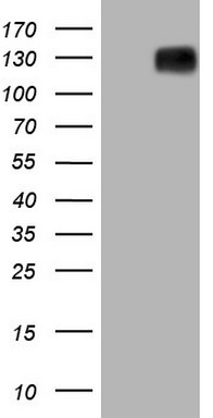 MRTFA Antibody