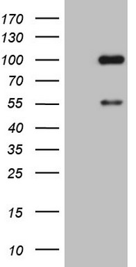 ADAMTS4 Antibody