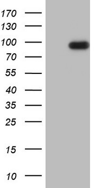 ADAMTS4 antibody