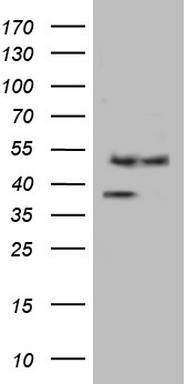 HLAG (HLA-G) antibody