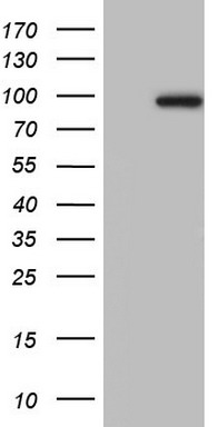 ADAMTS4 antibody