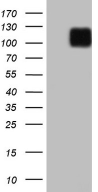 Lipin 3 Antibody