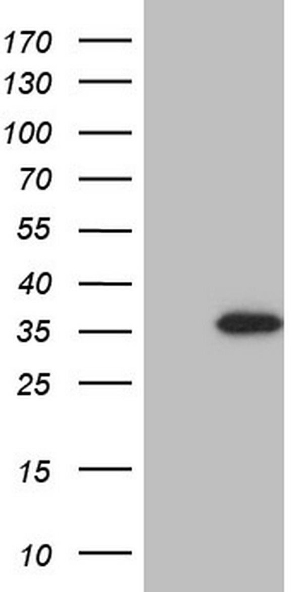 Ocular development associated gene Antibody