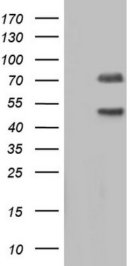 Calpain 5 (CAPN5) antibody