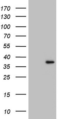 Ocular development associated gene Antibody