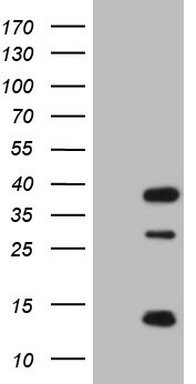 CLOCK antibody