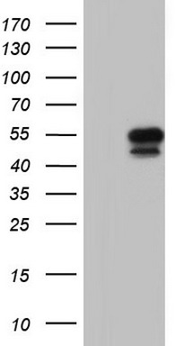 SGK196 (POMK) antibody