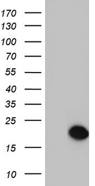 SNX12 Antibody