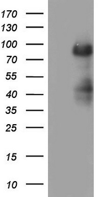 MDM2 Antibody