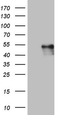SGK196 (POMK) antibody