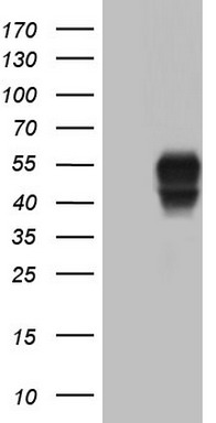 SGK196 (POMK) antibody