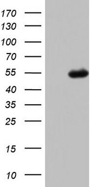 Factor H (CFH) antibody