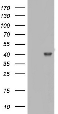 HDAC11 antibody