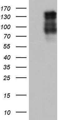Laminin 5 (LAMB3) antibody