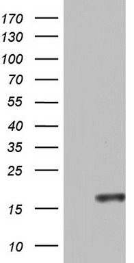 Eotaxin (CCL11) antibody