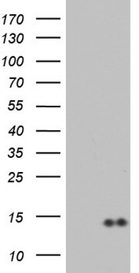 Macrophage Inflammatory Protein 3 beta Antibody